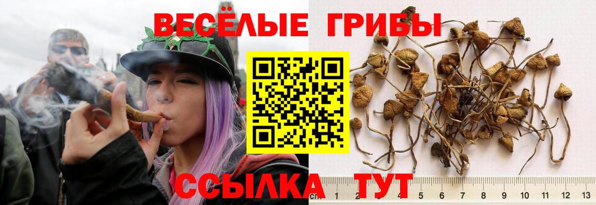 Галлюциногенные грибы ЛСД  Вход с VPN  Новомосковск  Псилоцибиновые грибы мицелий 